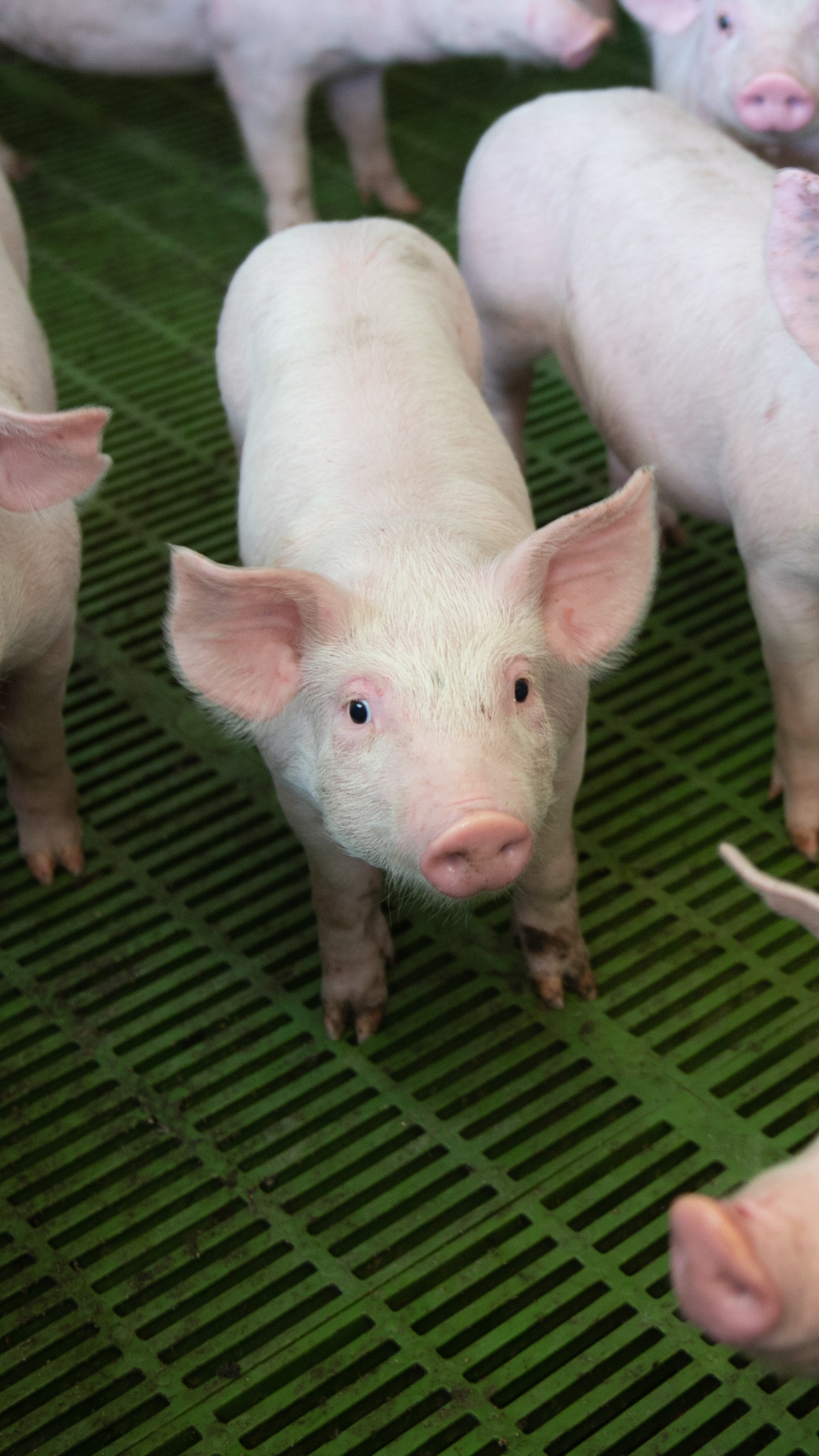 Can you really trust clinical signs to protect a herd?